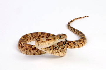 Mexikanische Bullennatter // Mexican Bull Snake, Mexican Pine Snake (Pituophis deppei jani)