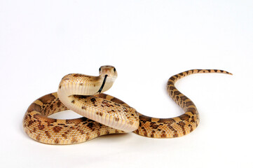 Mexican Bull Snake, Mexican Pine Snake // Mexikanische Bullennatter (Pituophis deppei jani)