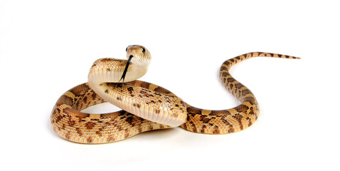 Mexican Bull Snake, Mexican Pine Snake // Mexikanische Bullennatter (Pituophis deppei jani)