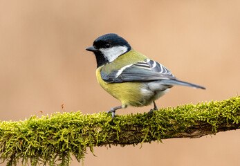 Fototapeta premium Great tit close up ( Paerus major )