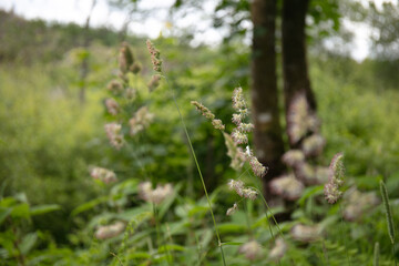 Wildflower of Orchard Grass, Dactylis glomerata, Poeae tribe