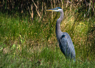 Great Blue Heron near Shoveler Pond in the Anahuac National Wildlife Refuge, Texas!