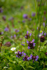 Purple wildflower Common Selfheal ( Prunella vulgaris ) Tribe Mentheae