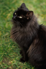 Black Cat Portrait