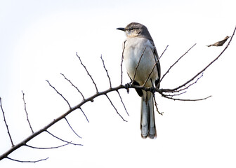 Northern Mockingbird on a diagonal branch!