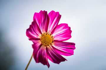 Purple cosmos flower (Cosmos Bipinnatus) with white background