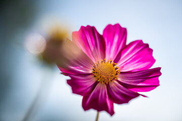 Purple cosmos flower (Cosmos Bipinnatus) with white background