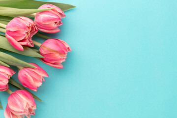 Pink tulip flower on pastel table background with copy space for text. International Women day, Mother day and Happy Valentine day concept.