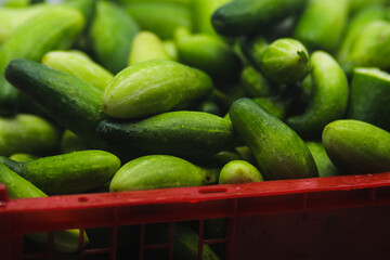 A large group of fresh cucumbers on a red plastic tray container are ready to sell in an Indonesian traditional market. Cucumber background, and agriculture background