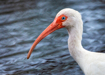 White Ibis with water in the background!