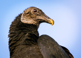 Black Vulture in the early morning sun in front of my house in Pearland, Texas!