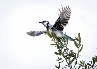 Blue Jay ready to fly!