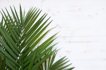 Isolated palm branch on a white wood background with copy space