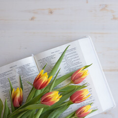 Fresh tulips laying on an open bible on a white table with copy space from above