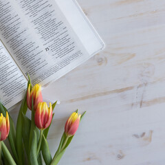 Open bible and fresh tulips on white