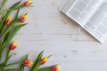 Frame of open bible and fresh tulips on a white wood background with copy space