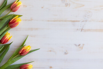 Border of red and yellow tulips on a white wood table with copy space