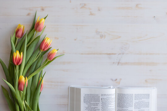 border of open bible and bouquet of fresh red and yellow tulips on a white wood background with copy space shot from above