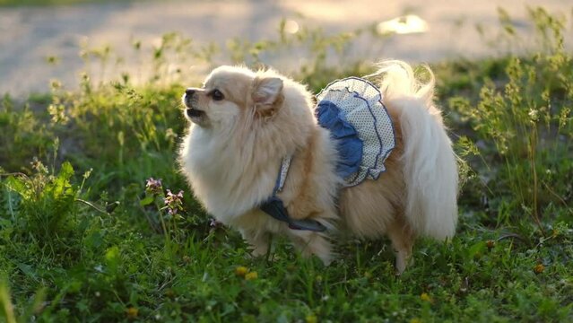 Pomeranian spitz barks in the street. Walking the dog in the park in the evening