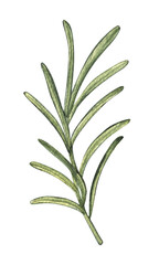 Watercolor rosemary. Food botanical hand drawn illustration. spice isolated on white background. Clipart object. For card, poster, banner, restaurant menu, kitchen textile.