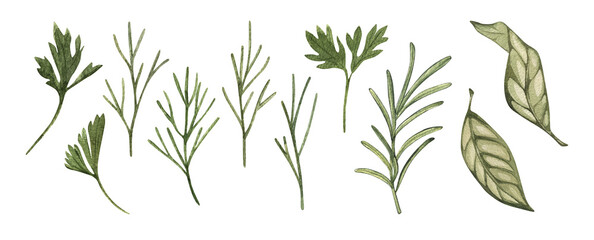 Watercolor rosemary, dill, bay leaf. Food botanical hand drawn illustration. spice isolated on white background. Clipart object. For card, poster, banner, restaurant menu, kitchen textile.
