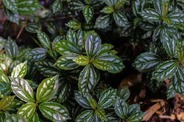 Close-up view of wild Aluminum plant (Pilea cadierei or watermelon pilea) is growing near a small river in the garden.