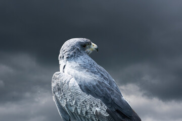 White falcon or gyrfalcon bird of prey, stormy sky in the background