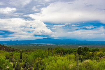 Fototapeta na wymiar Tucson basin from Saguaro National Park, Tucson mountains on the horizon