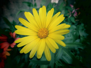 自然の黄色の花