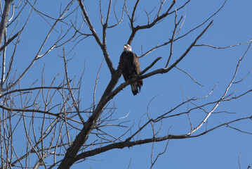 Wildlife habitat at Loess Bluff National Wildlife Refuge