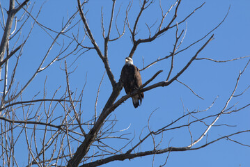 Wildlife habitat at Loess Bluff National Wildlife Refuge