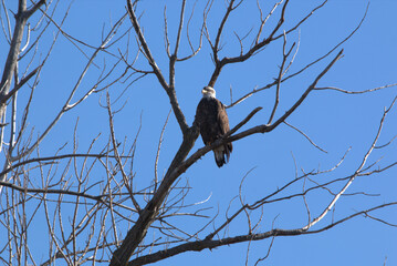 Wildlife habitat at Loess Bluff National Wildlife Refuge