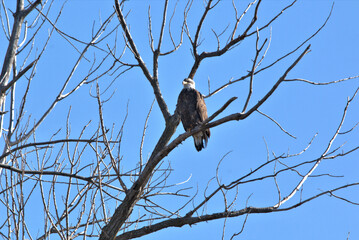 Wildlife habitat at Loess Bluff National Wildlife Refuge