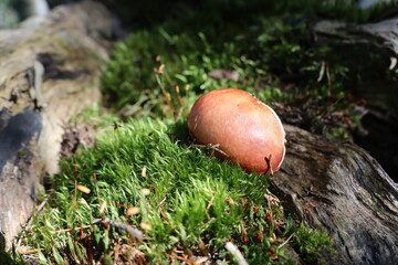 forest mushroom in the moss