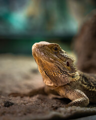 lizard on a tree