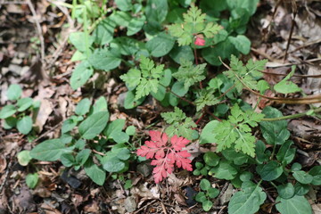 bright red leaf against the background of green leaves