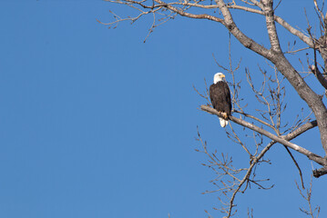 Wildlife habitat at Loess Bluff National Wildlife Refuge