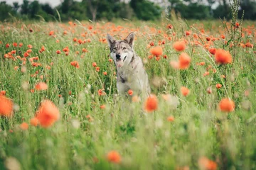 Foto op Canvas An adorable husky dog in a blooming poppy field © Felix Seichter/Wirestock