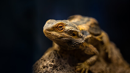 close up of a lizard