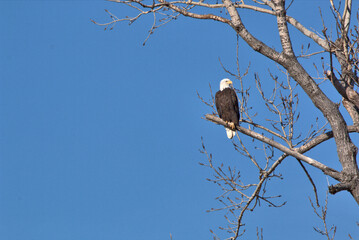Wildlife habitat at Loess Bluff National Wildlife Refuge