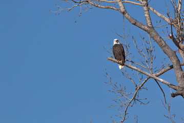 Wildlife habitat at Loess Bluff National Wildlife Refuge