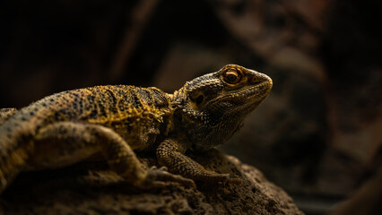 close up of a lizard