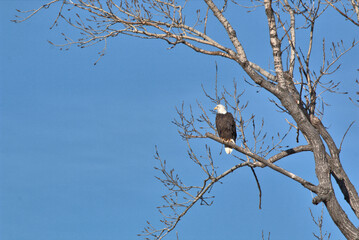 Wildlife habitat at Loess Bluff National Wildlife Refuge