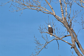 Wildlife habitat at Loess Bluff National Wildlife Refuge