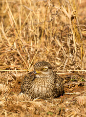 Spotted Think-knee, South Africa