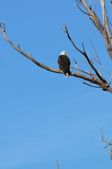 Wildlife habitat at Loess Bluff National Wildlife Refuge