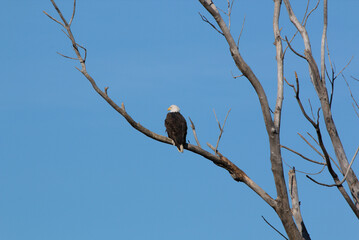 Wildlife habitat at Loess Bluff National Wildlife Refuge