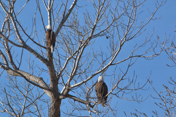 Wildlife habitat at Loess Bluff National Wildlife Refuge