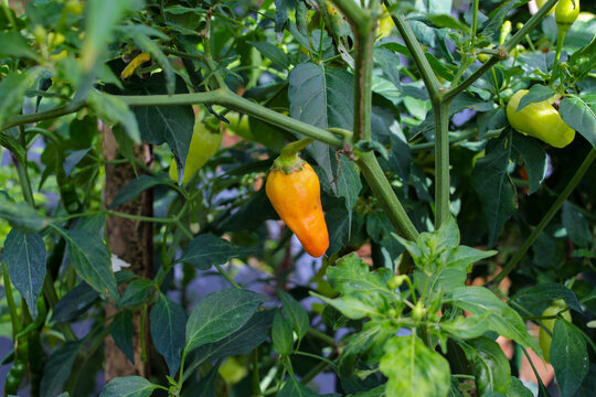 Close-up view of datil peppers or cayenne pepper (also known as Capsicum frutescens, chili pepper, cabai rawit merah) growing on tree branches in the garden.