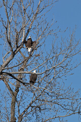 Wildlife habitat at Loess Bluff National Wildlife Refuge